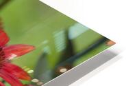 FlowersPlants 76 HD Metal print