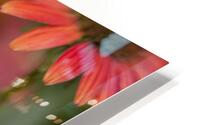 FlowersPlants 79 HD Metal print