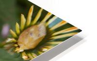 FlowersPlants 84 HD Metal print