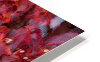 FlowersPlants 114 HD Metal print