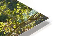 FlowersPlants 126 HD Metal print