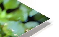 FlowersPlants 131 HD Metal print