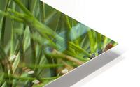 FlowersPlants 141 HD Metal print