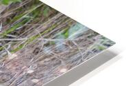 Birds 47 HD Metal print