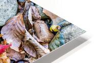 Panoramic 5 HD Metal print