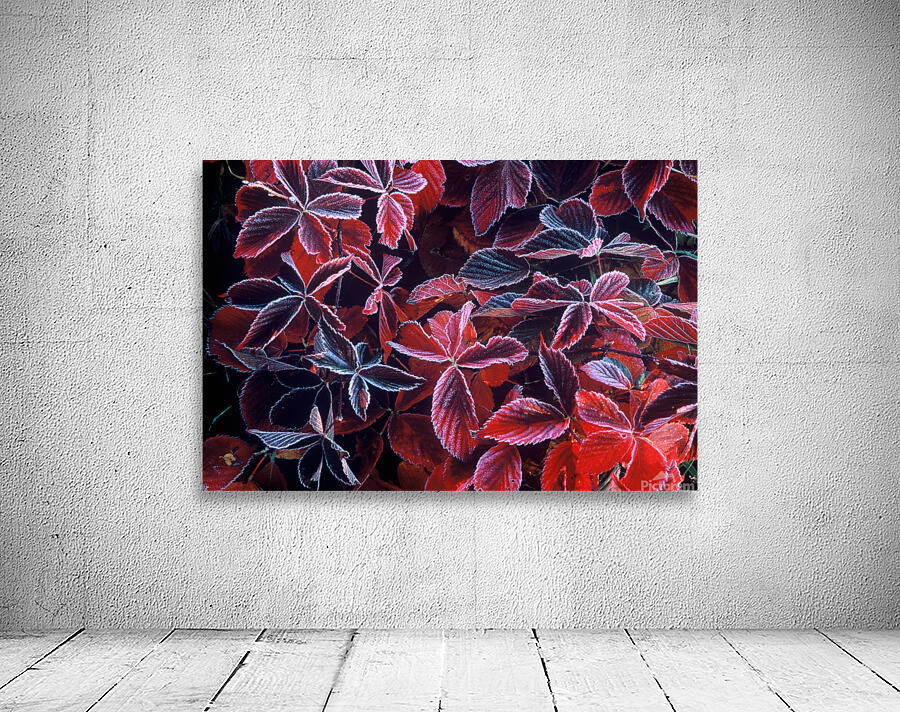 Frost Abstract  3 Wall Preview