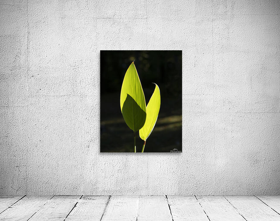 Abstract Close Up Paint 3 Wall Preview