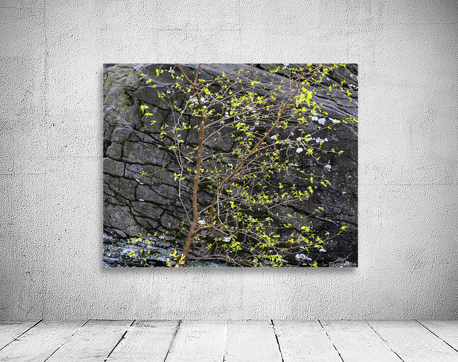 Abstract Close Up Paint 5 Wall Preview
