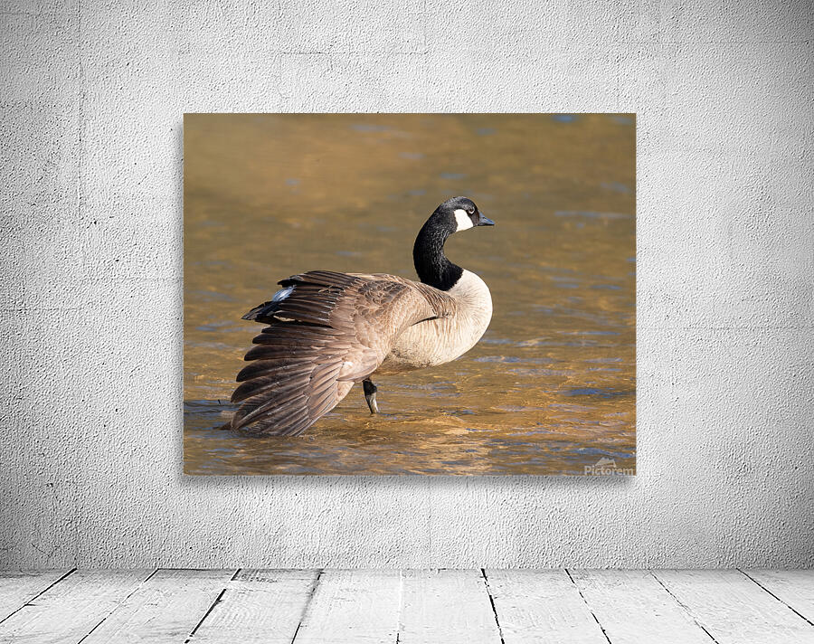 Waterfowl 3 Wall Preview