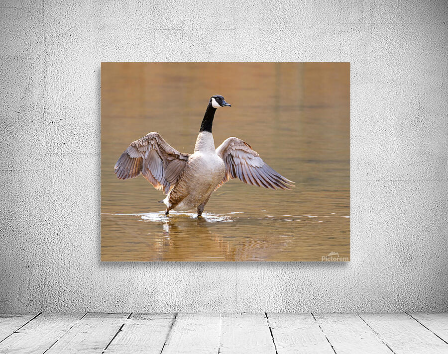 Waterfowl 5 Wall Preview