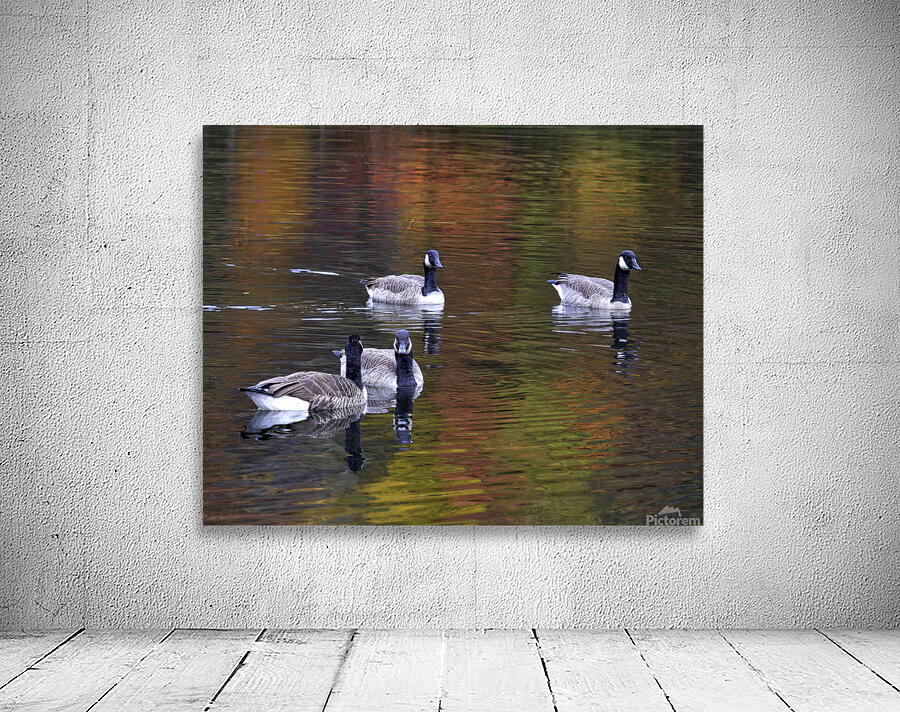 Waterfowl 7 Wall Preview