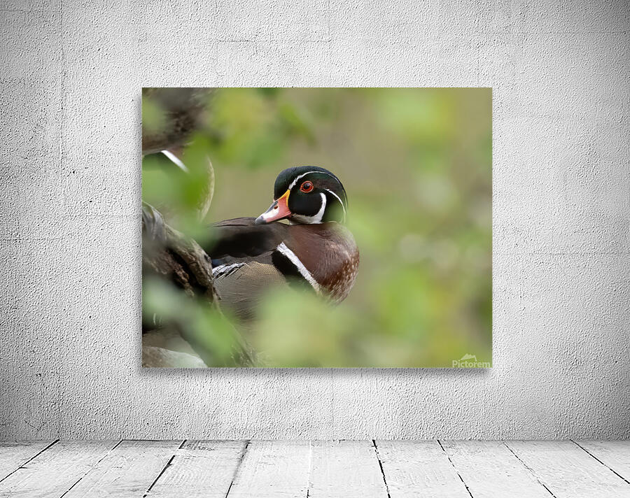Waterfowl 8 Wall Preview