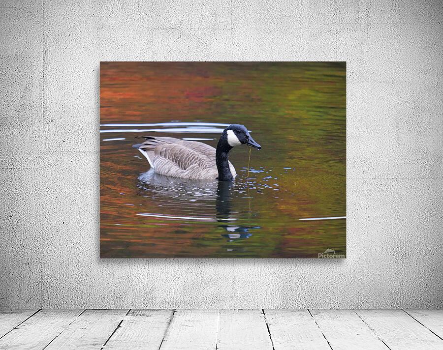 Waterfowl 9 Wall Preview