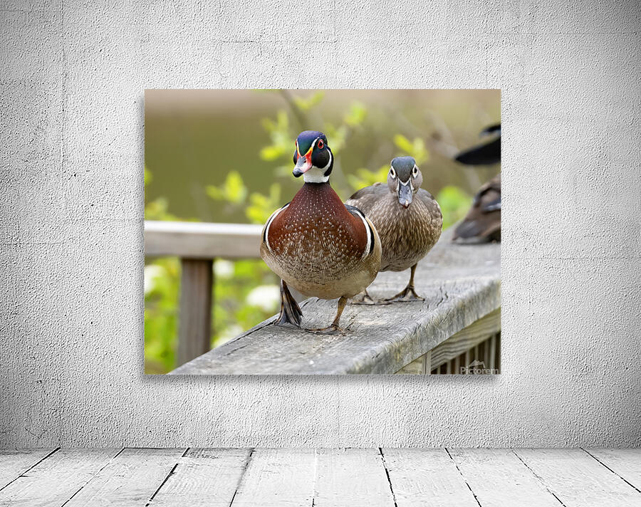 Waterfowl 11 Wall Preview