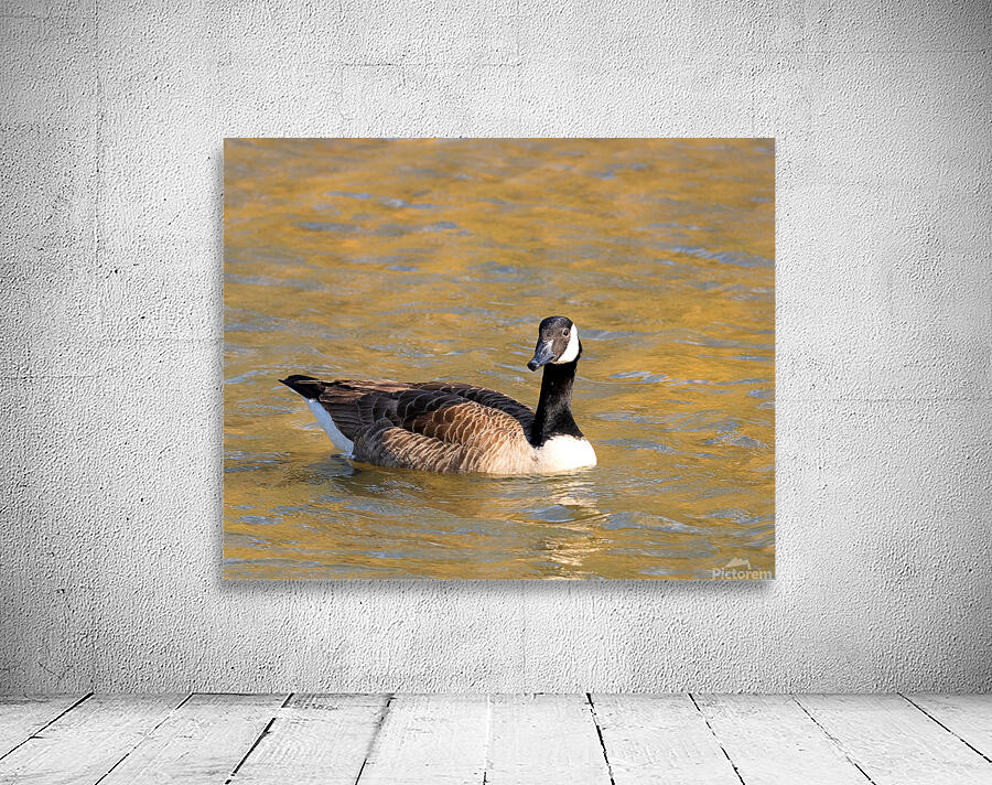Waterfowl 13 Wall Preview