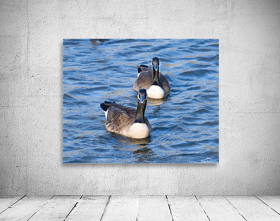 Waterfowl 14 Wall Preview