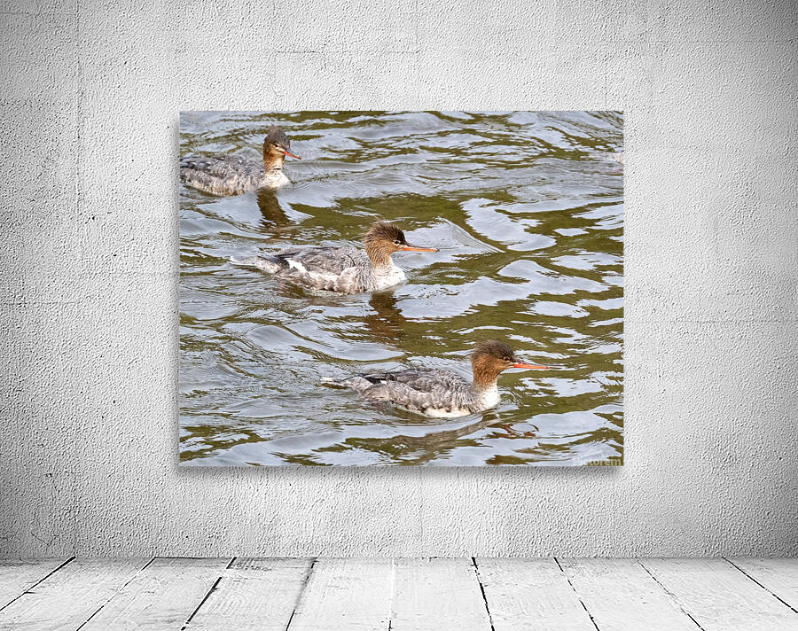 Waterfowl 16 Wall Preview