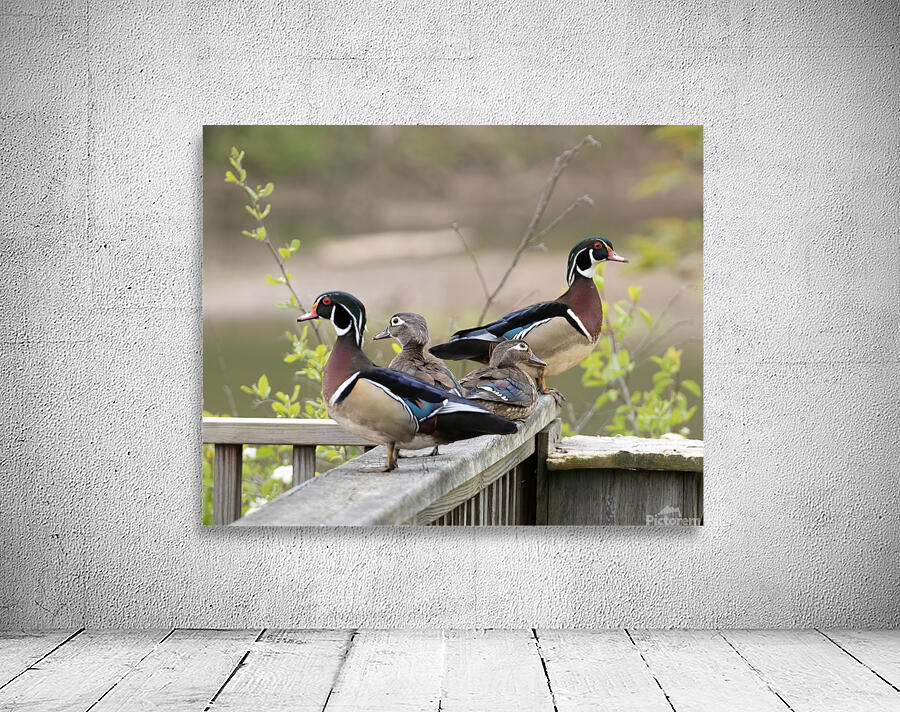 Waterfowl 17 Wall Preview