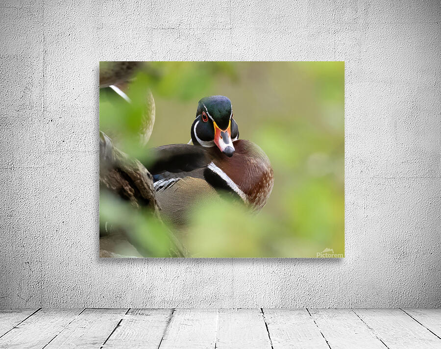Waterfowl 19 Wall Preview