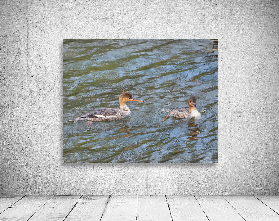 Waterfowl 21 Wall Preview