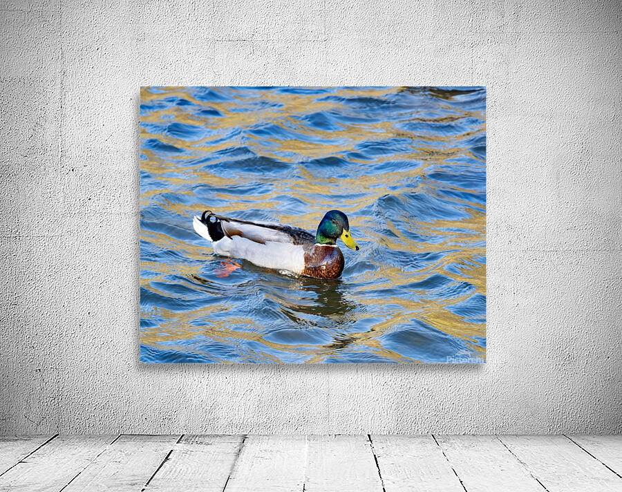 Waterfowl 22 Wall Preview