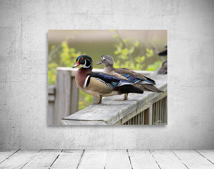 Waterfowl 25 Wall Preview