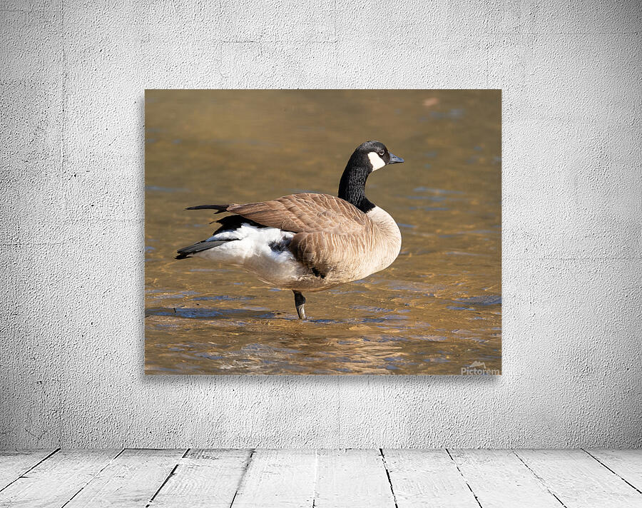 Waterfowl 28 Wall Preview