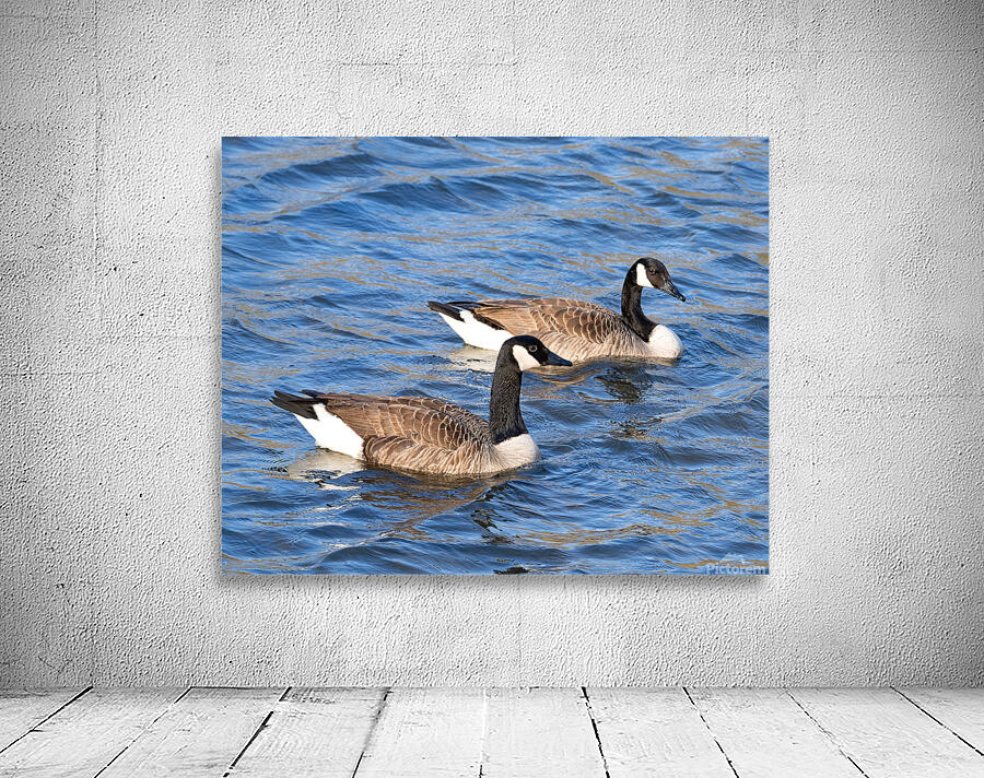 Waterfowl 29 Wall Preview