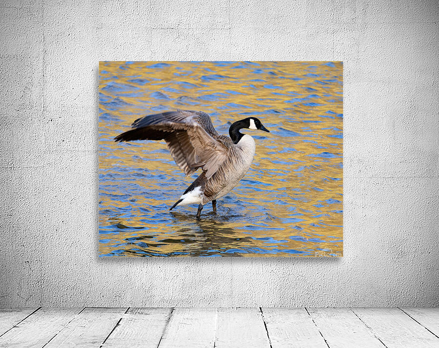 Waterfowl 30 Wall Preview