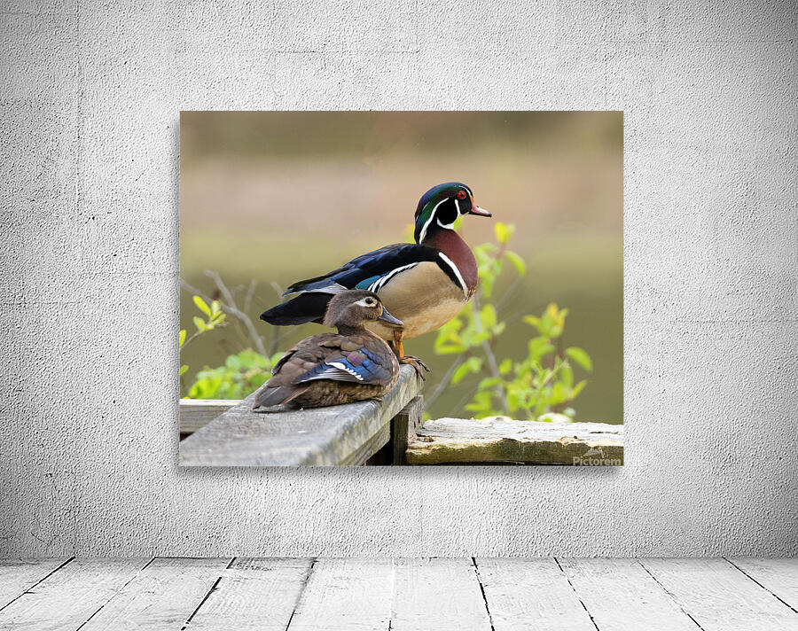 Waterfowl 32 Wall Preview