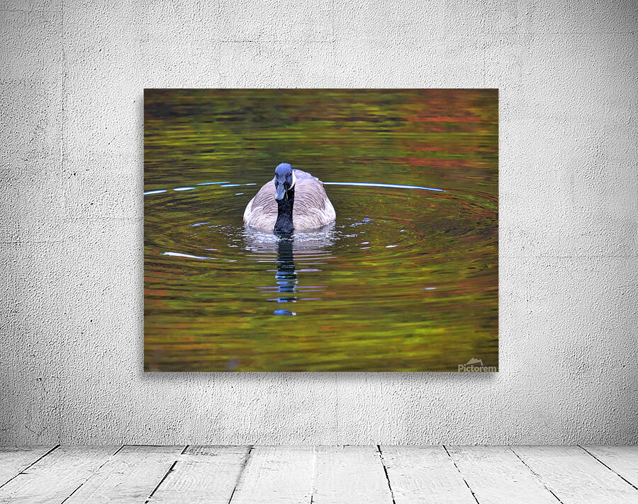 Waterfowl 33 Wall Preview