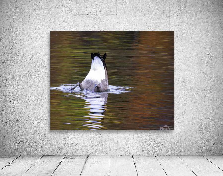 Waterfowl 34 Wall Preview