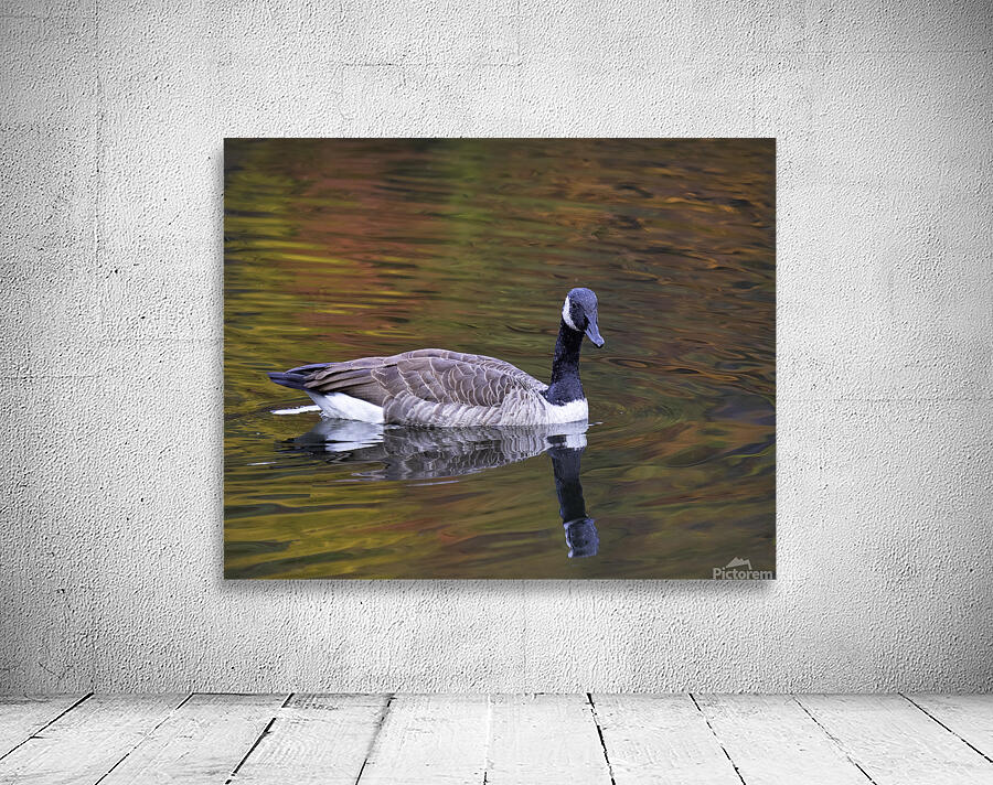 Waterfowl 35 Wall Preview