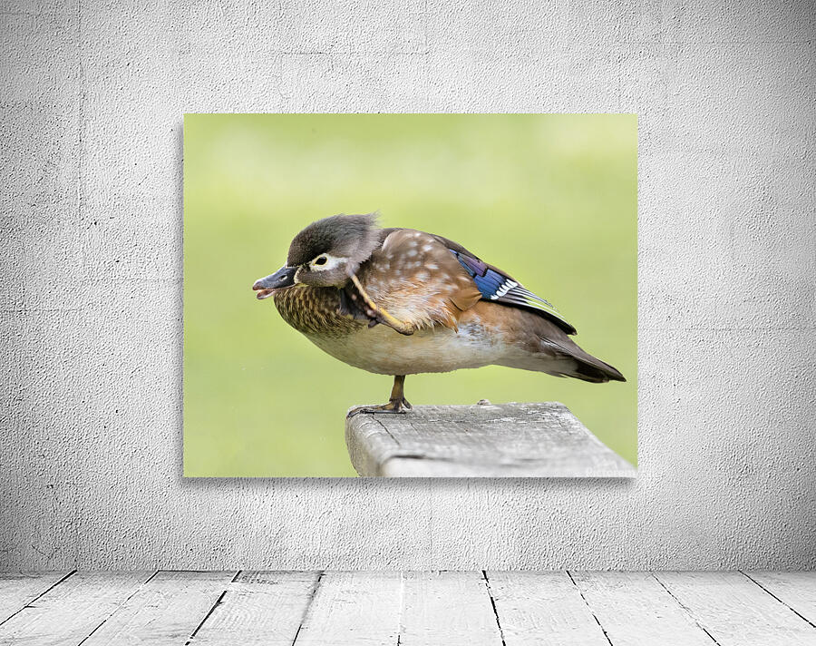 Waterfowl 37 Wall Preview