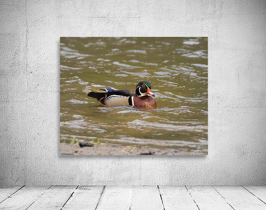 Waterfowl 38 Wall Preview