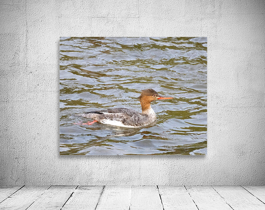 Waterfowl 39 Wall Preview
