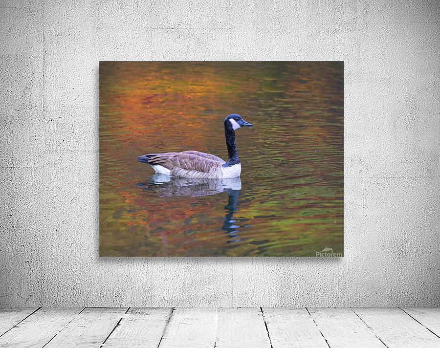 Waterfowl 41 Wall Preview