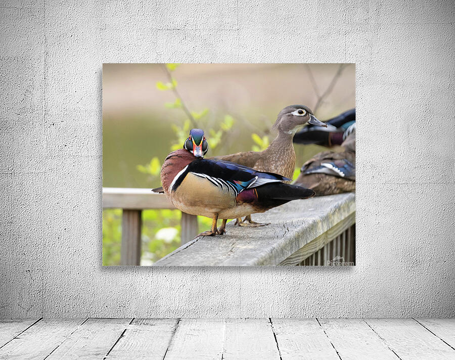 Waterfowl 46 Wall Preview