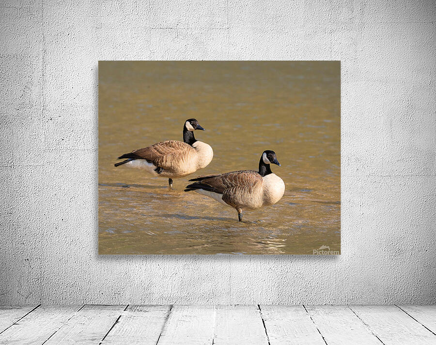 Waterfowl 47 Wall Preview