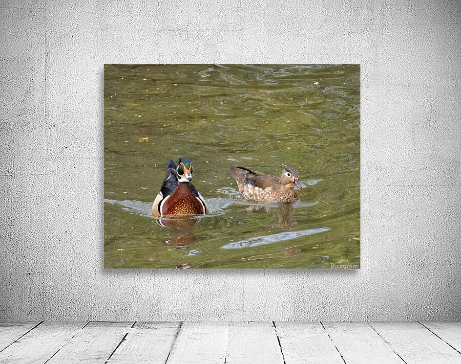 Waterfowl 48 Wall Preview