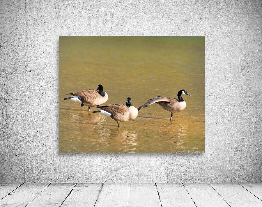 Waterfowl 49 Wall Preview