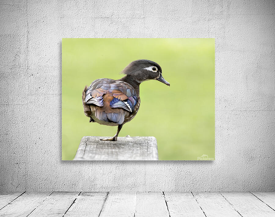 Waterfowl 50 Wall Preview