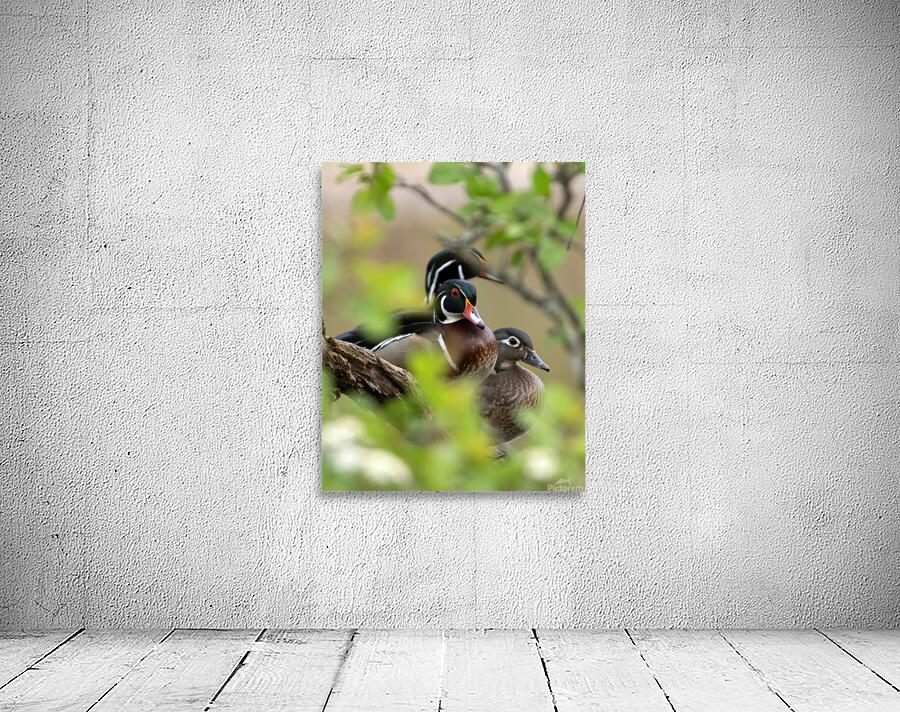 Waterfowl 52 Wall Preview