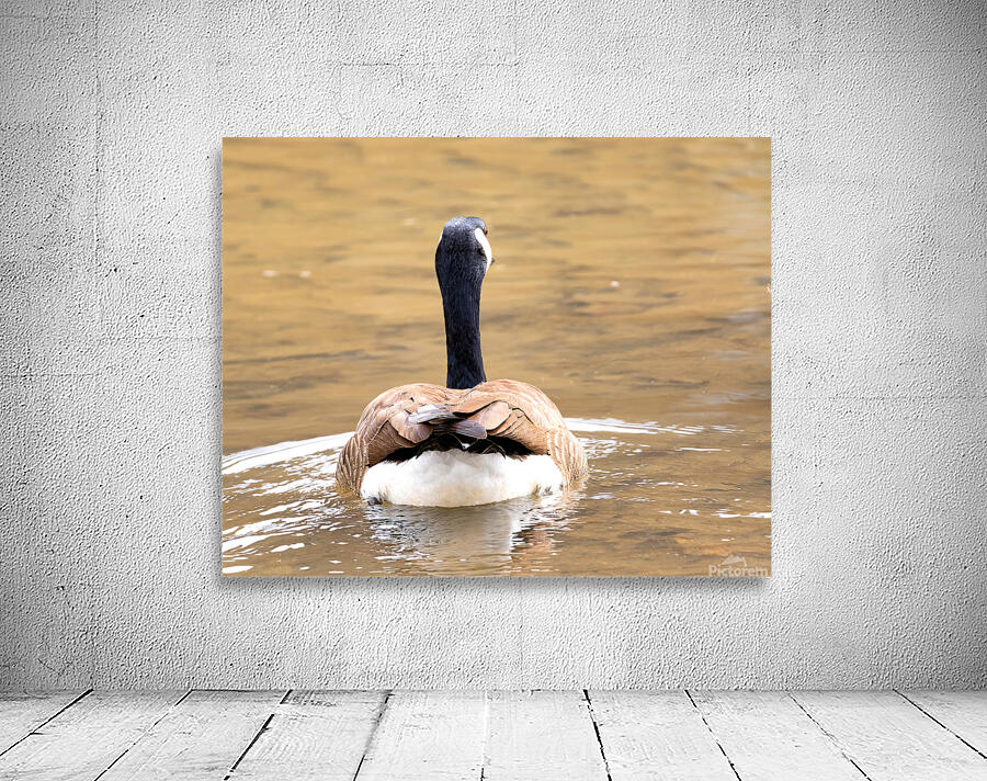 Waterfowl 53 Wall Preview