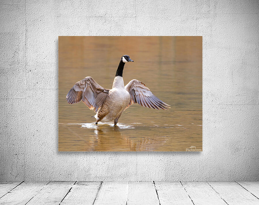 Waterfowl 56 Wall Preview