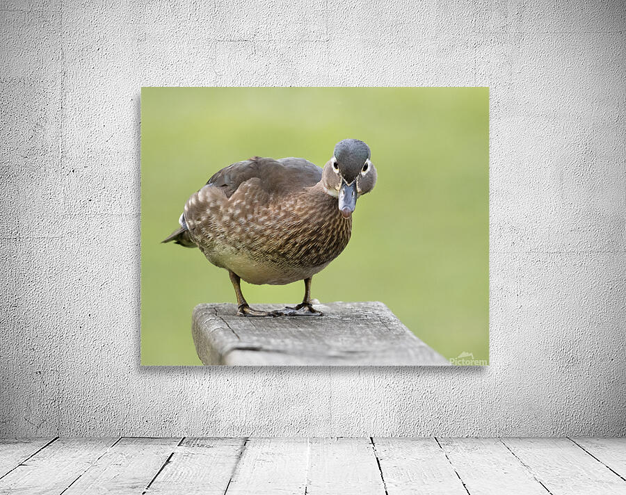 Waterfowl 57 Wall Preview