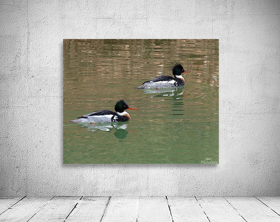 Waterfowl 60 Wall Preview