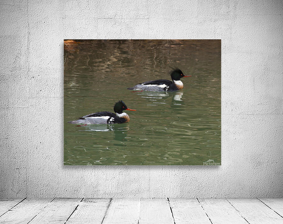 Waterfowl 63 Wall Preview
