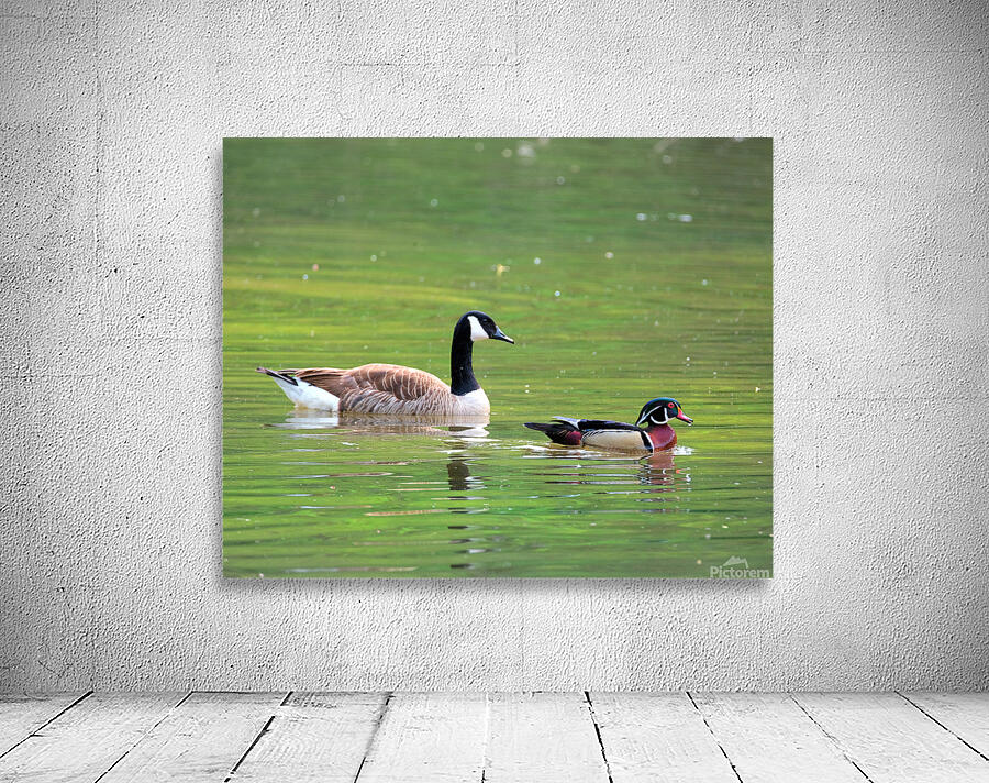 Waterfowl 65 Wall Preview