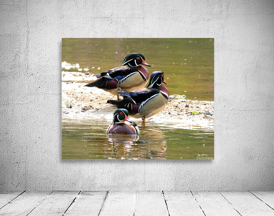 Waterfowl 66 Wall Preview
